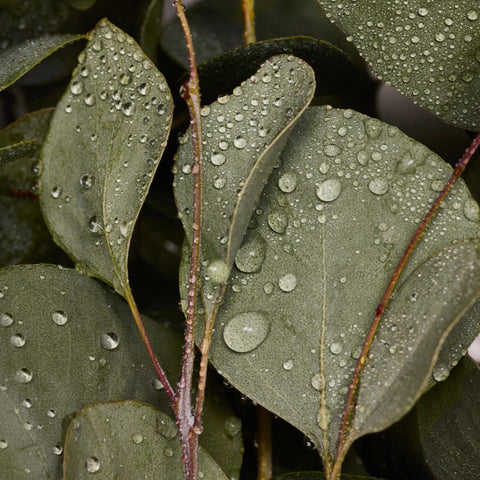 Pure-Castile Magic Bar Soap