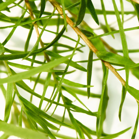 Pure-Castile Magic Bar Soap